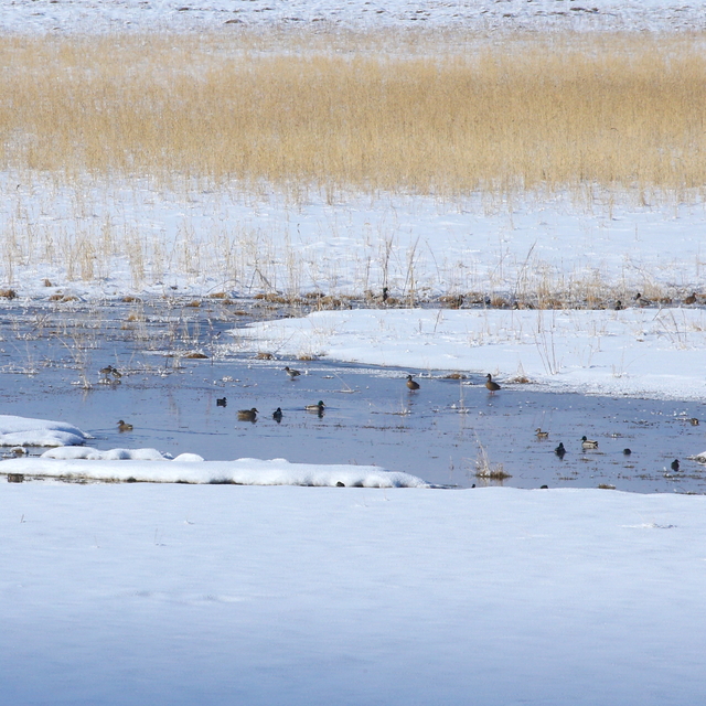 Karla kaplanan ama donmayan Nehil Sazlığı kışın da kuşlara yuva oldu
