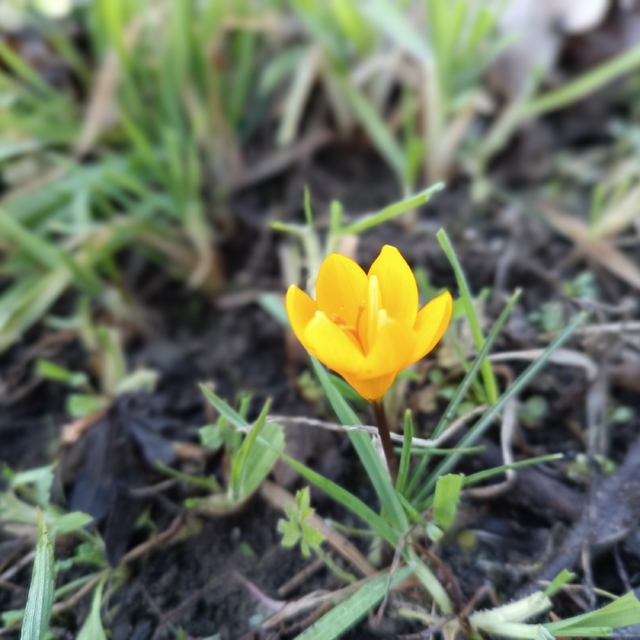 Tosya'da bahar çiçekleri bir ay erken açtı