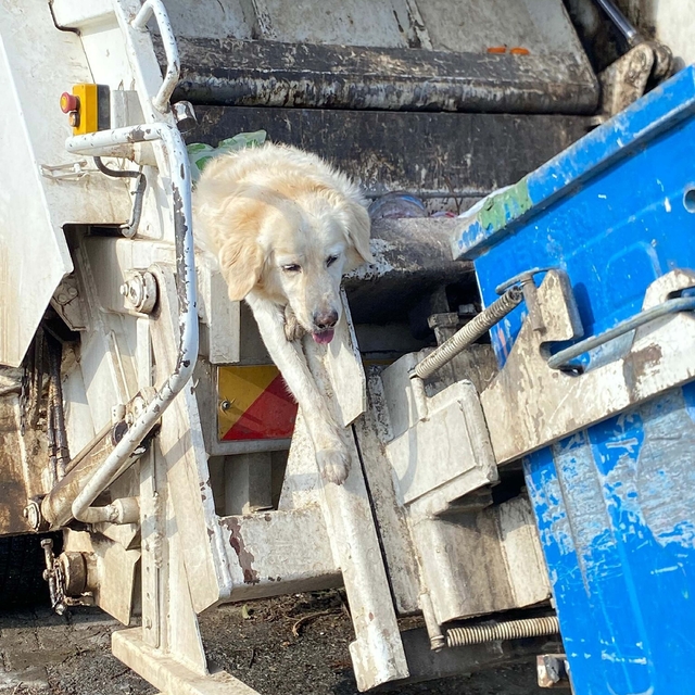 Bodrum'da çöpte bulunan 'Bambi Pamuk' 24 gün sonra öldü