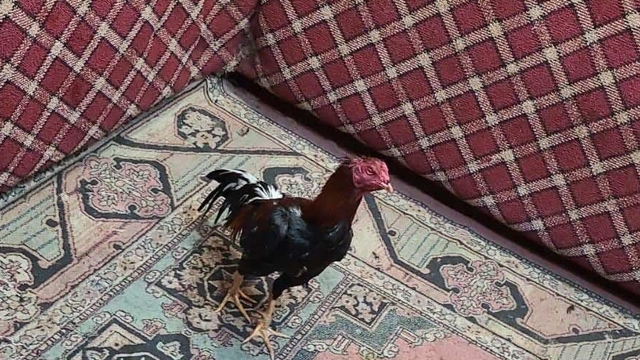 Karabük'te horoz dövüştürdükleri iddiasıyla 27 şüpheli yakalandı