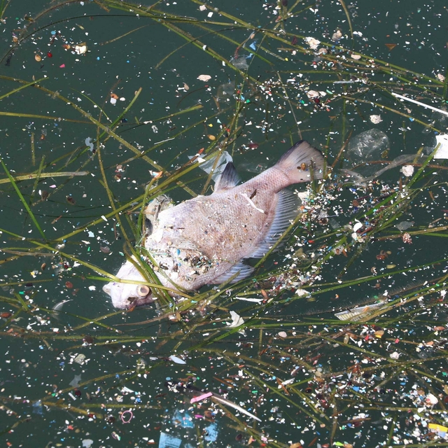 İzmir Körfezi'ndeki kirlilik ve balık ölümlerine soruşturma
