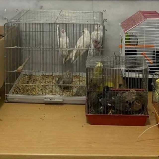 Muğla'da kaçak ırk hayvan satan 2 kişiye 77 bin 500 lira ceza uygulandı