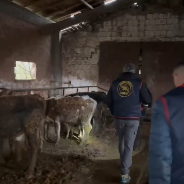 Sakarya'da büyükbaş hayvan hırsızlığı operasyonu: 7 tutuklama