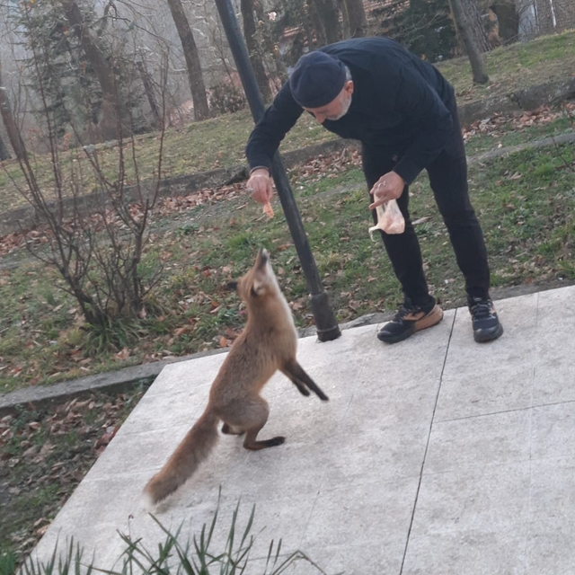 Tilkiyi elleriyle besliyor