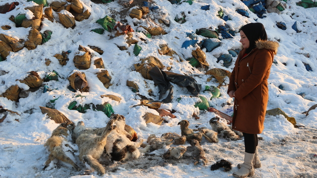 Yüksekova'da kül dökülen alanda 20 ölü köpek bulundu