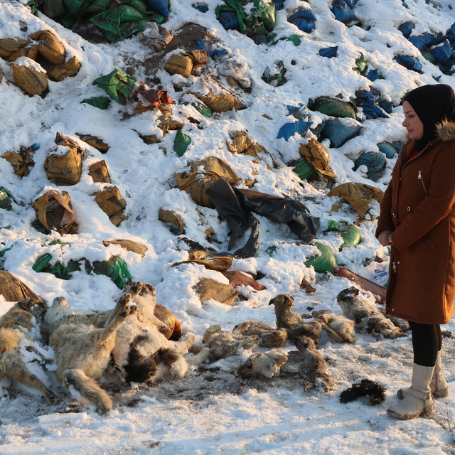 Yüksekova'da kül dökülen alanda 20 ölü köpek bulundu