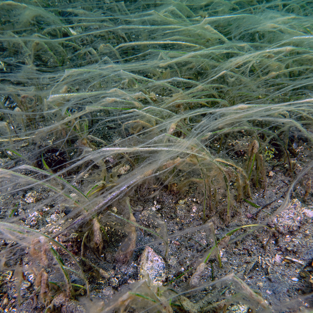 Müsilaj deniz çayırı ve pinaları olumsuz etkiliyor