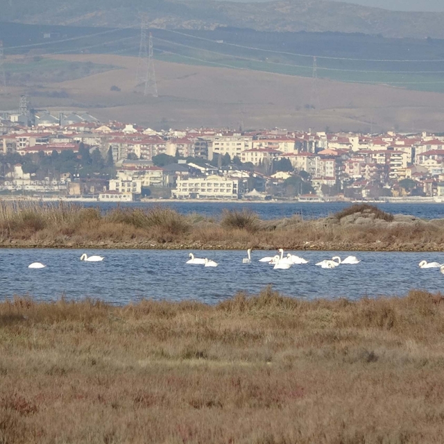 İklim değişikliği nedeniyle Çanakkale'deki kuş popülasyonu arttı
