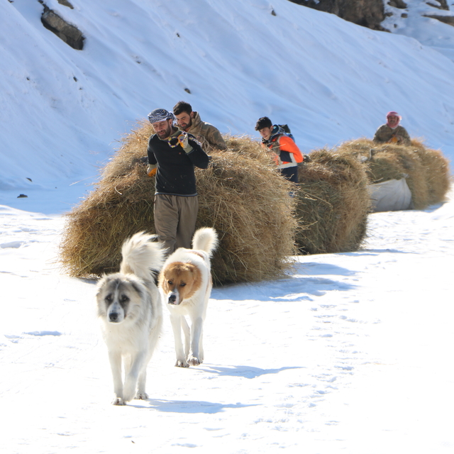 Köylüler, yazın hayvanları için topladıkları otları dağdan kızaklarla indir...