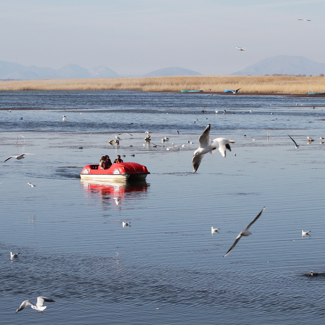 Türkiye üzerinden göç eden 490 kuş türünden 292'si Konya'daki sulak alanlar...
