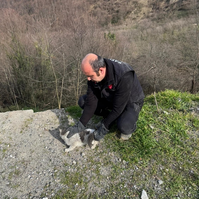 Düzce'de tırın dorsesine sıkışan kediyi itfaiye kurtardı