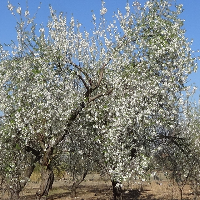 Mersin'de badem ağaçları çiçek açtı