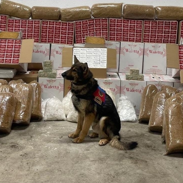 Erzurum'da dedektör köpek "Zahir"in desteğiyle 210 kilo kaçak tütün ele geç...