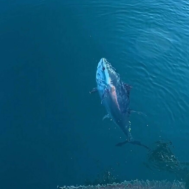 Çanakkale'de balıkçılar orkinos besledi; o anlar kamerada