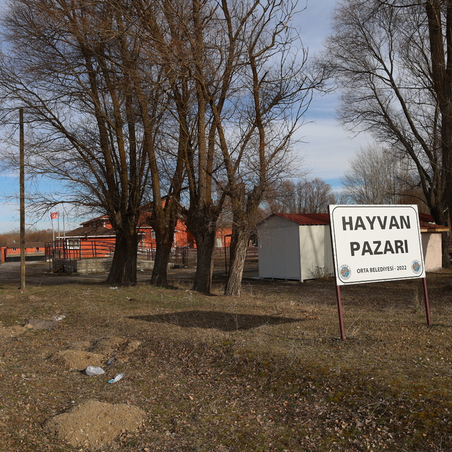 Orta'da hayvan pazarı şap hastalığıyla mücadele kapsamında süresiz olarak k...