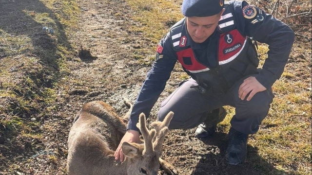 Kastamonu'da jandarmanın devriye sırasında bulduğu yaralı karaca tedavi edildi
