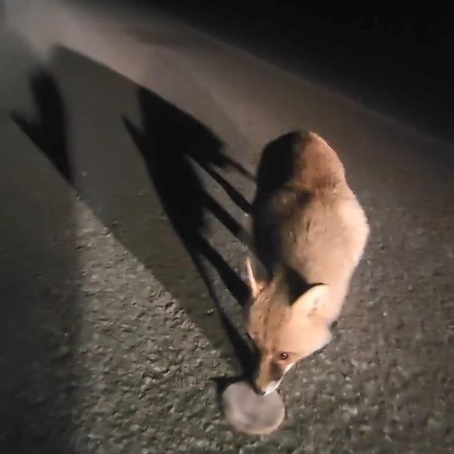 Yola çıkan tilkiyi salamla besledi