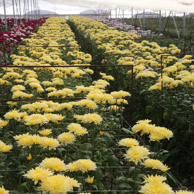 Çiçek sektörü 2024'te Tokat ekonomisine yaklaşık 100 milyon lira katkı sund...