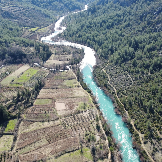 Toroslarda doğal yetişen defne yaprakları Avrupa'ya ihraç ediliyor