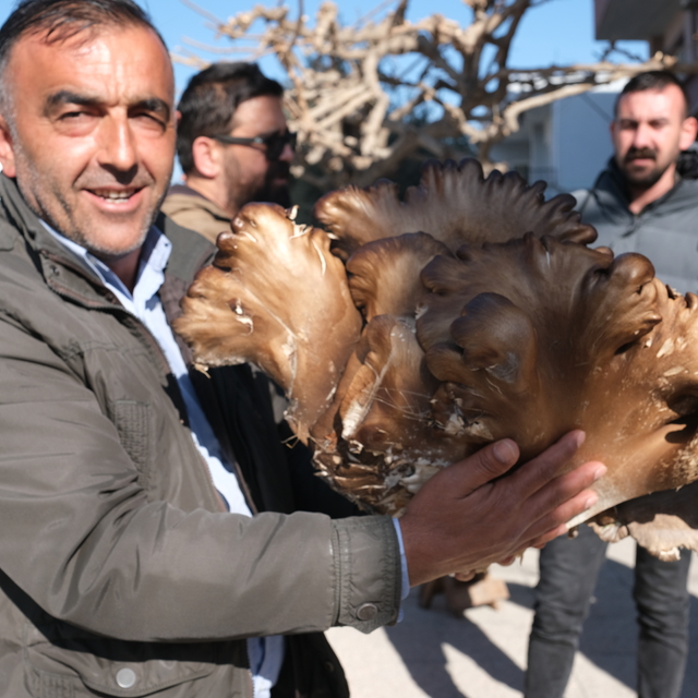 Mersinli çiftçi 5 kilogramlık istiridye mantarı buldu