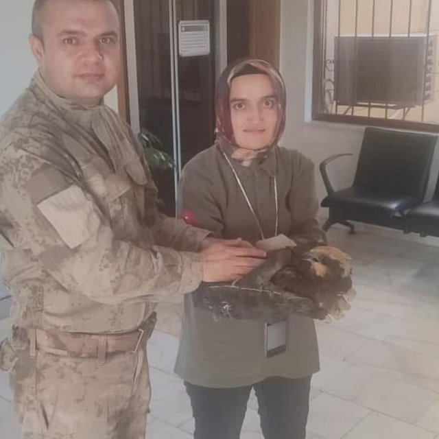 Kırşehir'de yaralı bulunan saz delicesi tedaviye alındı