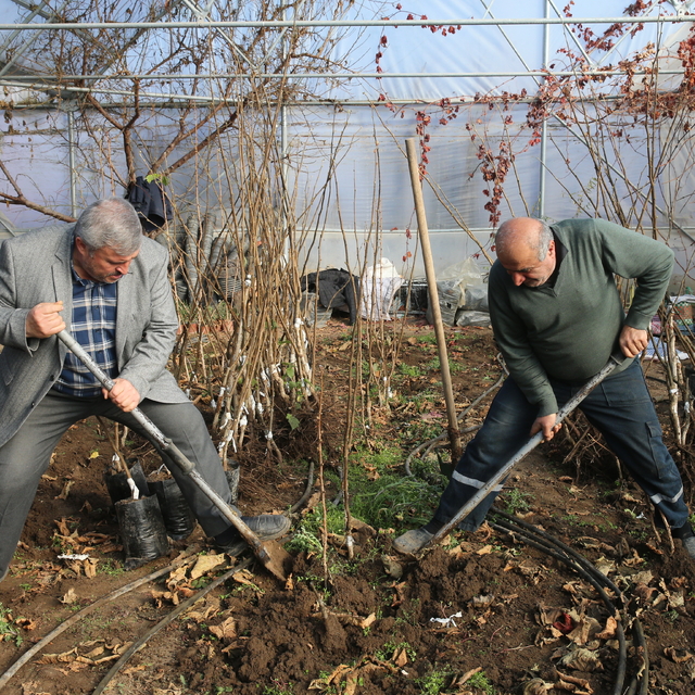 Emekli ziraat mühendisi kurduğu serada Türk fındık fidanlarını aşılaması ya...