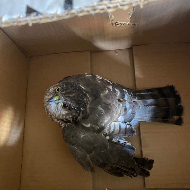 Karabük'te yaralı bulunan atmaca tedaviye alındı