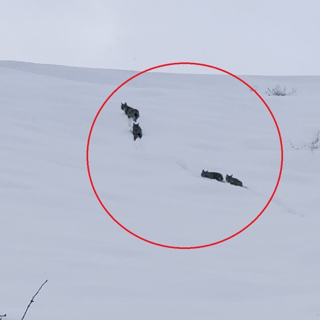 Karla kaplı arazide vaşak ile 3 yavrusu görüntülendi