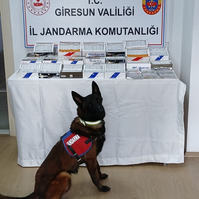 Giresun'da 13 bin 400 makaron ele geçirildi