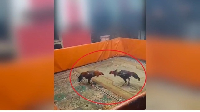 Diyarbakır'da horoz dövüştüren 8 kişiye 450 bin TL ceza