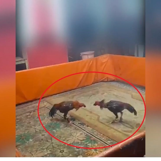 Diyarbakır'da horoz dövüştüren 8 kişiye 450 bin TL ceza