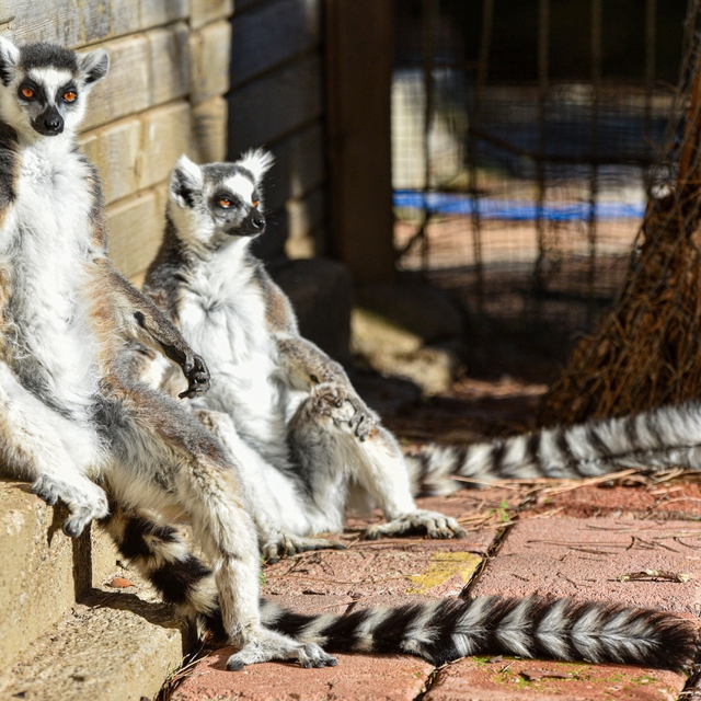 Lemurların kış rutini, güneşi selamlamak