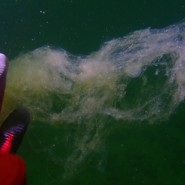 Prof. Dr. Ergül: 2021'de müsilajla ilgili gördüğümüz oluşumların benzerleri...