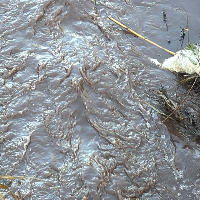 Su seviyesi artan Bafa Gölü'nde kirlilik azalmadı; bazı bölümleri kızıla bü...