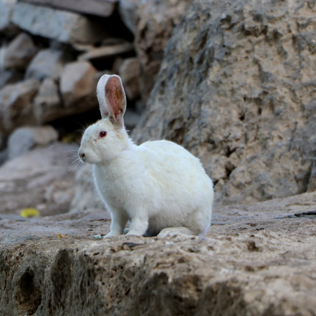 'Akdamar Adası'na zarar veren tavşanlara acil çözüm bulunmalı'