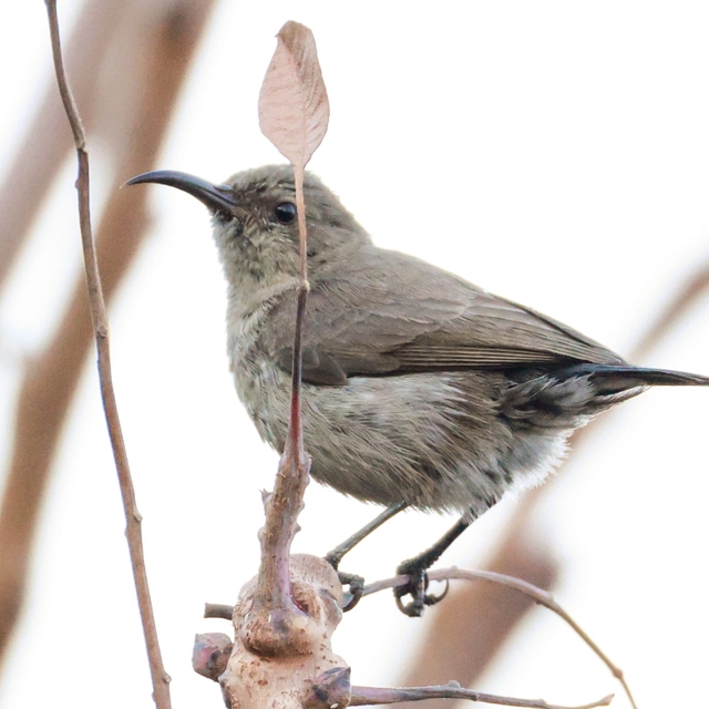 Türkiye'de ilk kez Filistin nektarkuşu görüldü