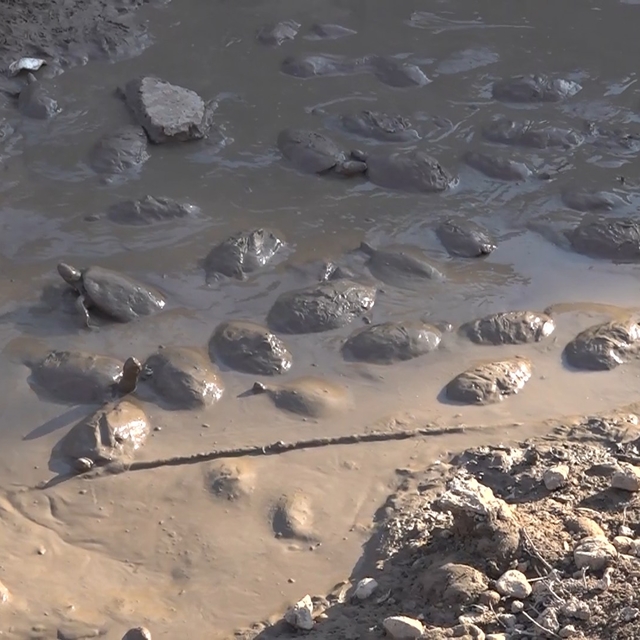 Islah çalışmaları için suyu kesilen derede, çamurda mahsur kalan 240 kaplum...