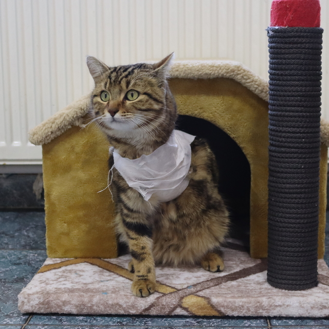 Gaziantep'te veteriner hekim tedavi ederek hayata bağladığı "Gazoz"u sahipl...