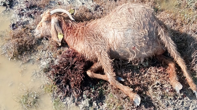 Mersin'de sahipsiz köpekler 26 küçükbaş gebe hayvanı telef etti