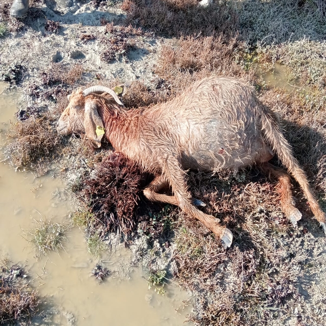 Mersin'de sahipsiz köpekler 26 küçükbaş gebe hayvanı telef etti