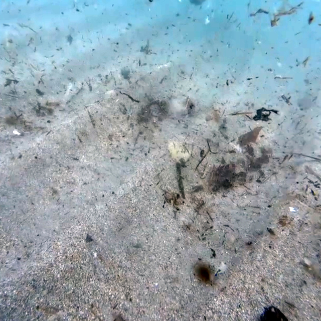 Mikroplastikler deniz ekosistemini tehdit ediyor