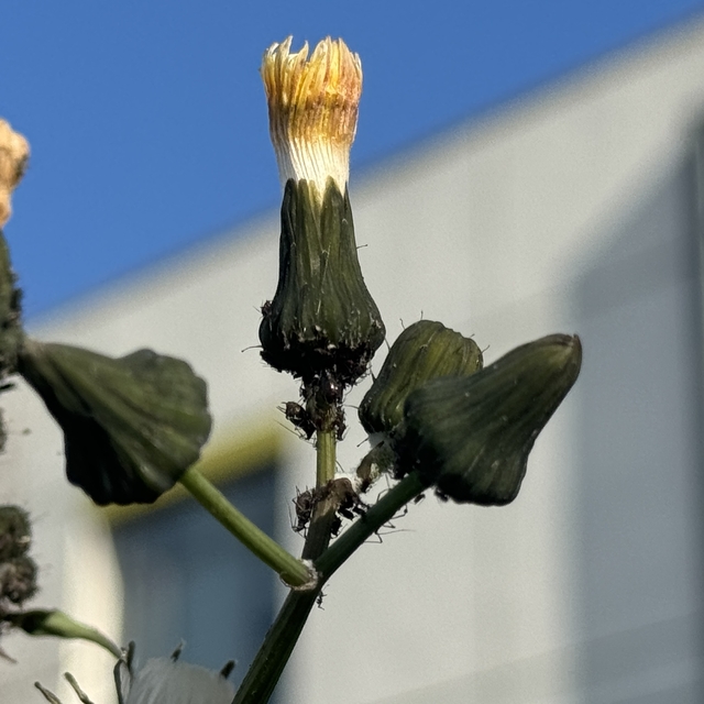 Böceklerin kışı canlı geçirmesi tarımsal üretimi olumsuz etkiliyor