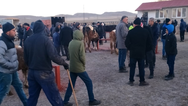 Ulaş'ta canlı hayvan pazarı yeniden açıldı