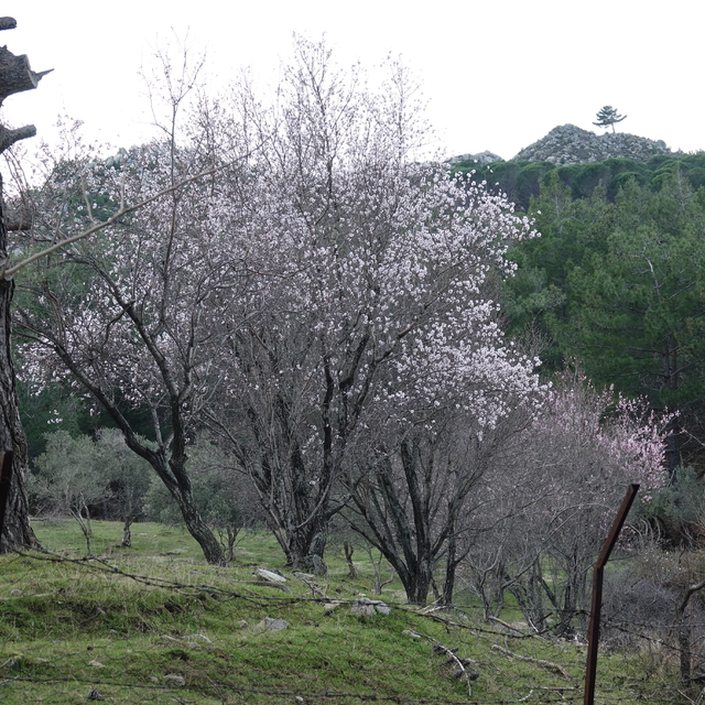 Mevsim normallerinin üzerindeki sıcaklık Balıkesir'de meyve ağaçlarına çiçe...