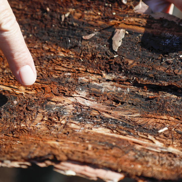 Antalya ormanlarında milimetrelik tehlike; ağacı 15 günde kurutuyorlar