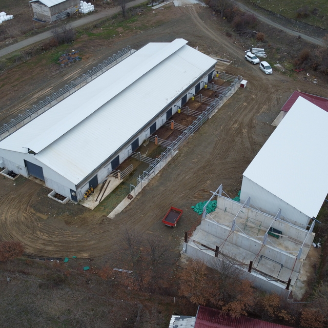 Bilecik'te devlet desteğiyle kurduğu çiftlikte etlik büyükbaş hayvan yetişt...