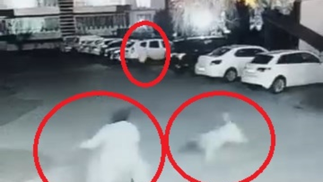 Siteye giren sokak köpeği, anne ve çocuğuna saldırdı; olay kamerada