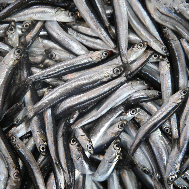 Ordu'da hamsinin kilogramı 250 liradan satılıyor