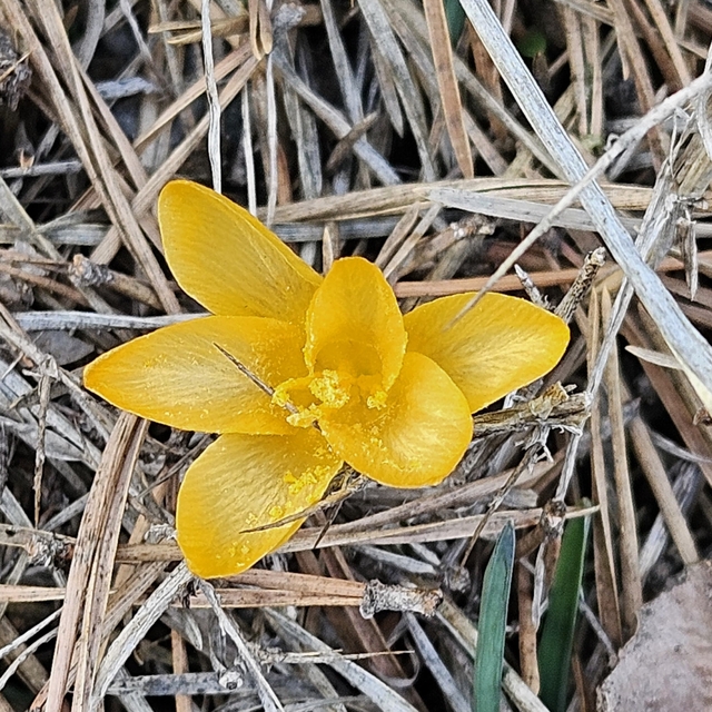 Çankırı'da baharın müjdecisi çiğdemler erken açtı