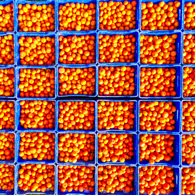 Adana'da mandalina hasadı devam ediyor